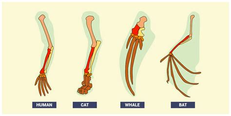 Importance and Concepts Of Comparative Anatomy With Examples