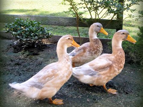 Best Duck Breeds for Pets and Egg Production | HGTV