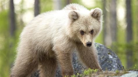 Not a polar bear! White brown bear cub spotted in Finland - CGTN