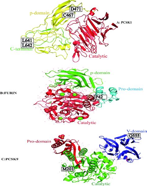 Sites under positive selection in the 3D structure of human PCSK9,... | Download Scientific Diagram