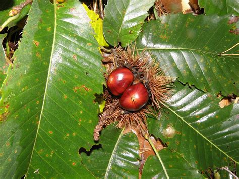 Sweet Chestnut Leaves Tree - Free photo on Pixabay - Pixabay