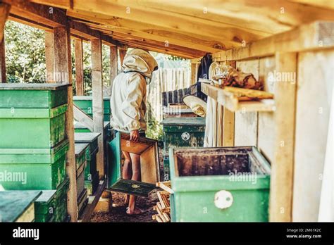 Beekeeper manipulating with honeycomb full of golden honey Stock Photo ...