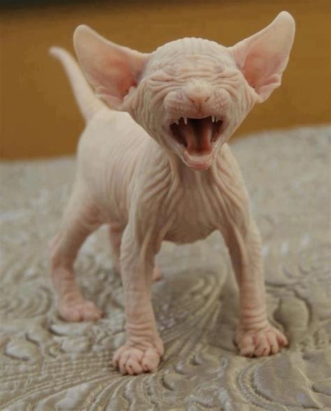 Hairless cat : Biological Science Picture Directory – Pulpbits.net