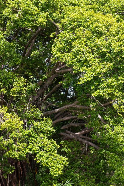 Banyan tree leaves. 7518237 Stock Photo at Vecteezy