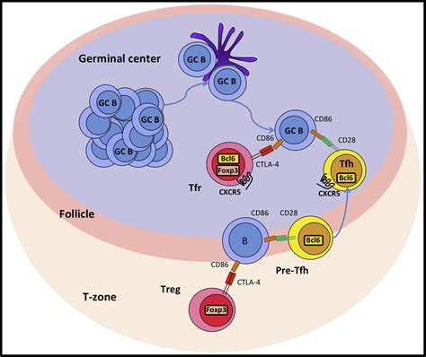 Treg Cells and CTLA-4: The Ball and Chain of the Germinal Center Response: Immunity