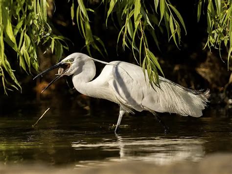 White Heron Symbolism And Meaning - Faith3