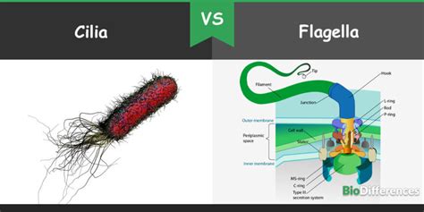 Difference Between Cilia and Flagella – Bio Differences