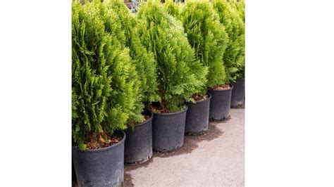 Emerald Green Arborvitae Spacing: How to Plant and How Far Apart ...