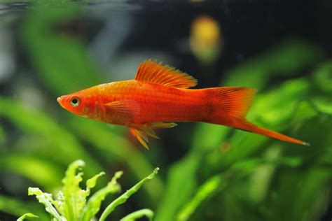 Navigating Aquatic Bliss: Swordtail Tank Mates 🐠| Fish Lab