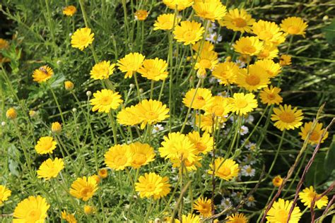 Corn Marigold Seeds - Jubilee Seeds & TurfWildflower seeds