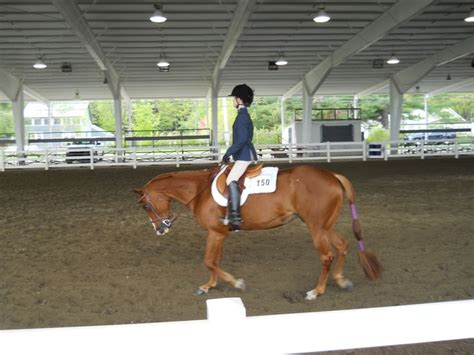 # 150 in the Quarter Horse Show event. | Quarter horse, American ...