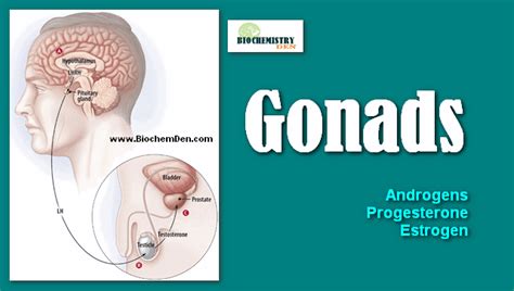 Gonads: What are the Hormones of Gonads and its functions