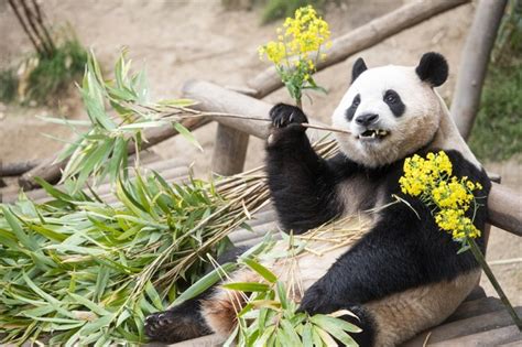 [BUSINESS] Pandas at Everland become tourist magnet - The Korea Times