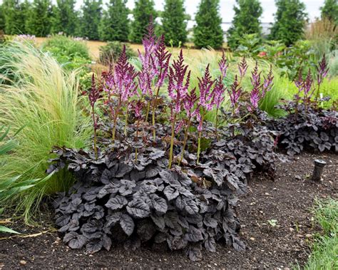 Dark Side Of The Moon Astilbe - Jeffries Nurseries