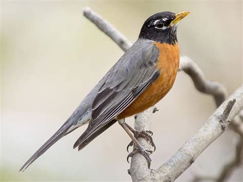 American Robin | Celebrate Urban Birds