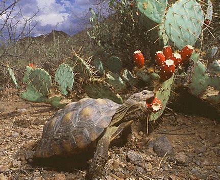 Sonoran Desert Tortoise Facts and Pictures