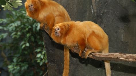 Golden Lion Tamarin - The Houston Zoo