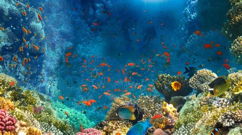 The Best Snorkeling Destinations In The World - Explore - TrendRadars