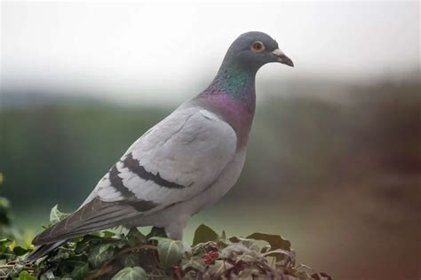 Carrier Pigeon: History | Species Profile | Interesting Facts