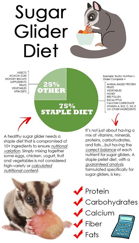 Find out more about what your sugar glider's staple diet should contain ...