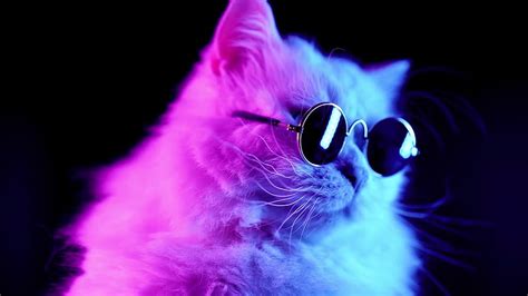 Cool Cat Live, gaming cat HD wallpaper | Pxfuel