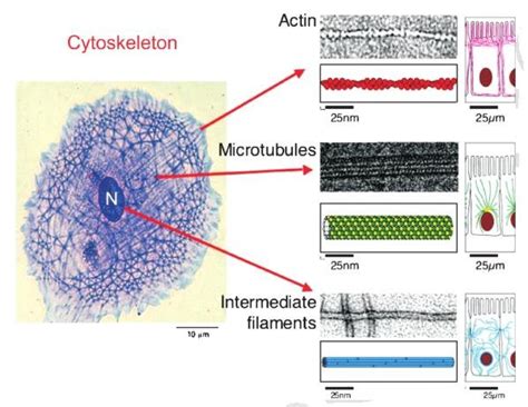 Cell cytoskeleton consists of microtubules (approximately, 25 nm in... | Download Scientific Diagram