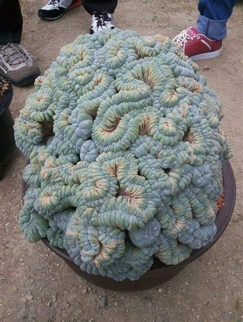 Just this peyote cactus : mescaline