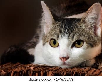 Large Perfect Photo Front View Cat Stock Photo 1746783779 | Shutterstock