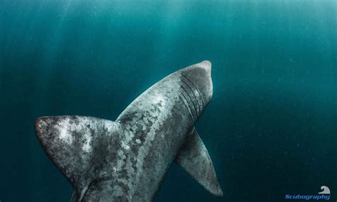 Unmasking the Basking Shark - Mayne Island Conservancy