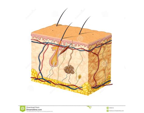 Skin Labeling Quiz