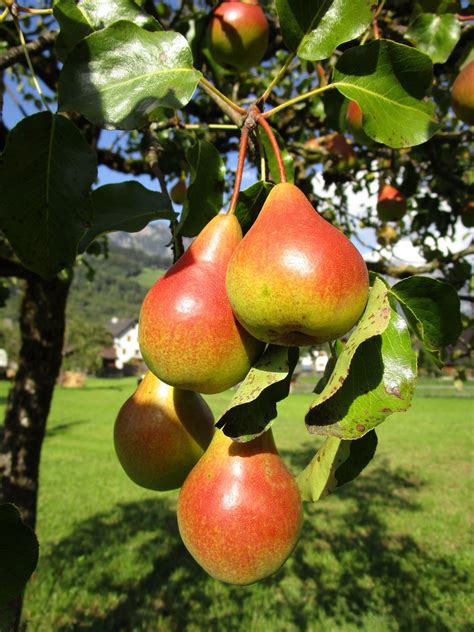 Double Pear Twist Tree - 2 varieties of pears growing on 1 tree! (2 ye – Online Orchards