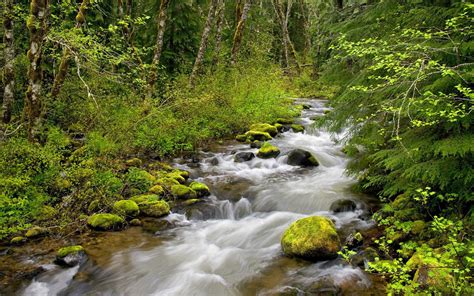 Still Creek, Mt. Hood National Forest, Or : Wallpapers13.com