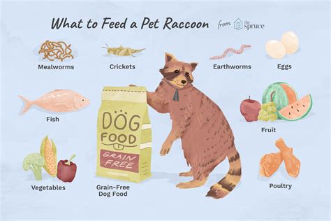 The Best Diet for a Pet Raccoon