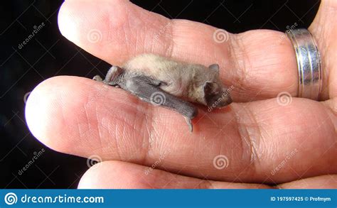 Bat. Baby Bat on Hand Veterinarian Examining a Bat Birth of New Life, Cute Baby Animal, Life ...