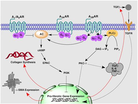 Frontiers | Targeting Adenosine Receptors for the Treatment of Cardiac Fibrosis