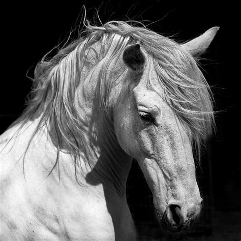 White Stallion Horse Andalusian BW Dressage | Getty Images Gallery