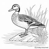 Wood Duck Coloring Page At Tannikoblog Blog sketch template