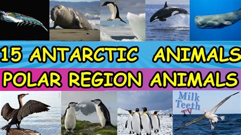 15 Interesting Antarctic Animals or Animals of South pole with Pictures ...