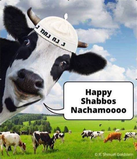 Happy Shabbos Nachamooo : r/Judaism