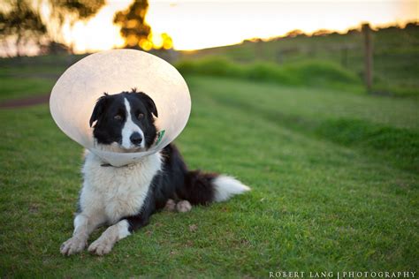 Injured Dog | (Buy at Getty Images) Injured Dog | Robert Lang | Flickr