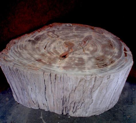 PETRIFIED WOOD COFFEE TABLE | Rustic style natural wood pati… | Flickr