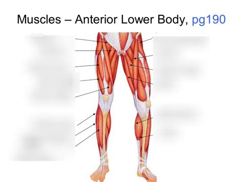 Lower Body Muscle Diagram : Muscles Of The Leg And Foot Classic Human Anatomy In Motion The ...