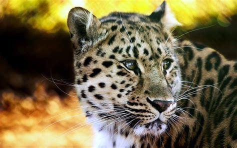 Photo Big cats Leopards Animals 1920x1200