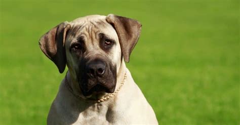 English Mastiff Progression: Growth Chart, Milestones, and Training ...