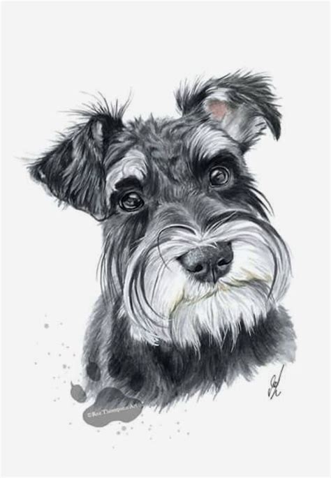 Black and White Schnauzer Dog Drawing