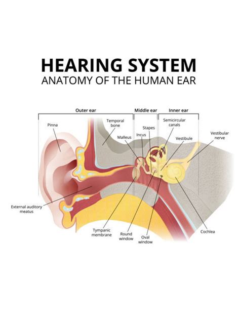 Hearing System Chart Anatomy of the Ear - Etsy in 2022 | Anatomy, Middle ear, Human ear