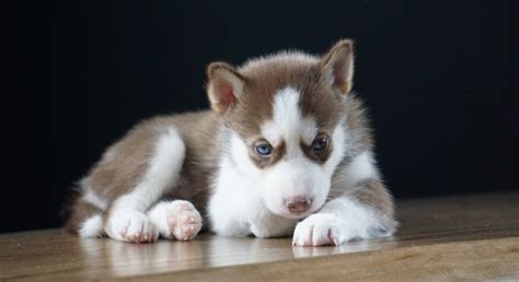 [6+] Chatham-kent Husky Dog Puppies For Sale Or Adoption Near Me ...