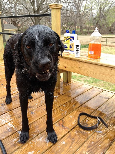 When Your Dog Gets Sprayed by a Skunk | Chasing Dog Tales