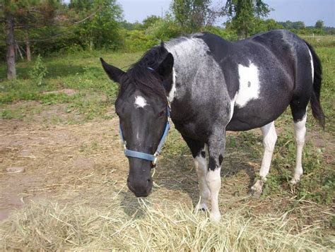 Tobiano with some odd roaning (probably due to the tobiano) Rare Horse ...