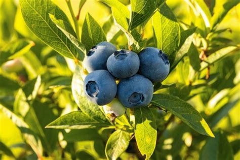 A List Of Blueberry Varieties & The Sweetest Ones - Smoothies-N-Cookies